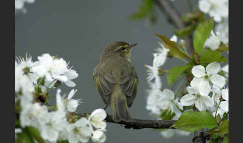 Zilpzalp (Phylloscopus collybita)