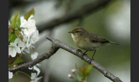 Zilpzalp (Phylloscopus collybita)