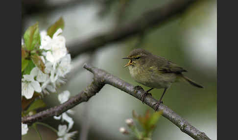 Zilpzalp (Phylloscopus collybita)