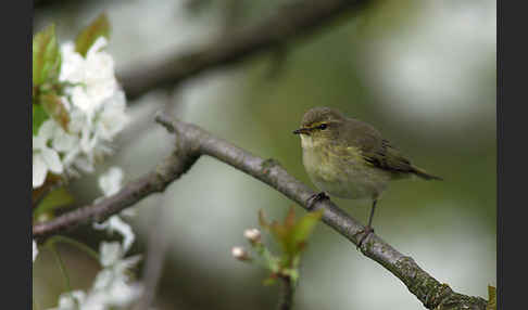 Zilpzalp (Phylloscopus collybita)