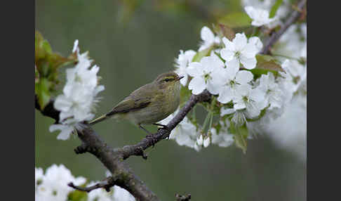 Zilpzalp (Phylloscopus collybita)