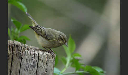 Zilpzalp (Phylloscopus collybita)