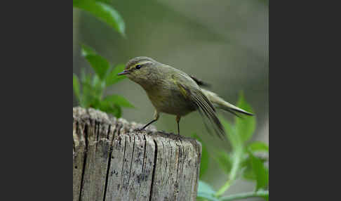 Zilpzalp (Phylloscopus collybita)