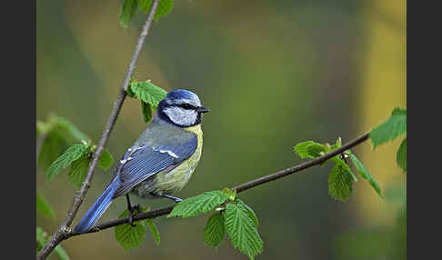 Blaumeise (Parus caeruleus)