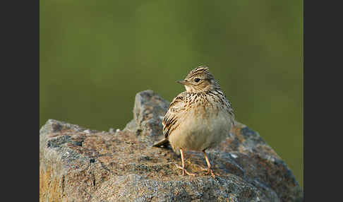 Feldlerche (Alauda arvensis)