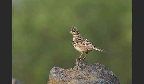 Feldlerche (Alauda arvensis)