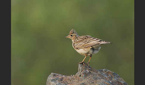 Feldlerche (Alauda arvensis)