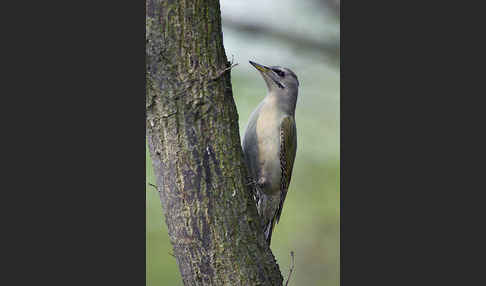 Grauspecht (Picus canus)