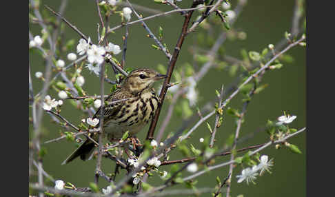 Baumpieper (Anthus trivialis)