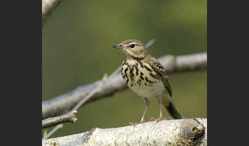 Baumpieper (Anthus trivialis)