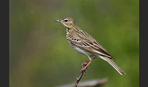 Baumpieper (Anthus trivialis)