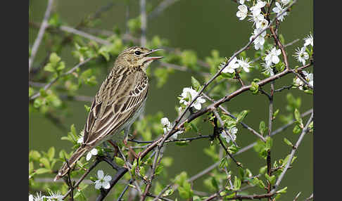 Baumpieper (Anthus trivialis)