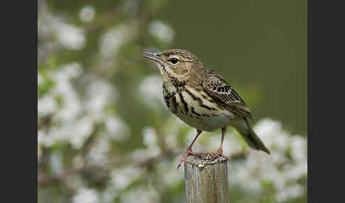 Baumpieper (Anthus trivialis)