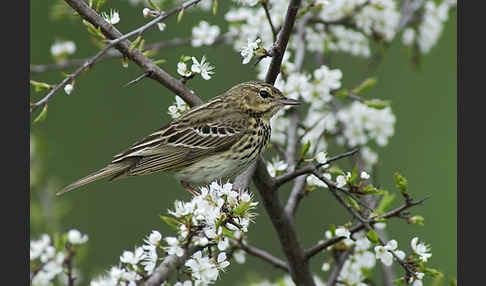 Baumpieper (Anthus trivialis)