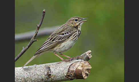 Baumpieper (Anthus trivialis)