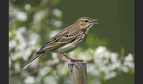 Baumpieper (Anthus trivialis)