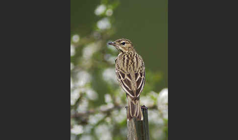 Baumpieper (Anthus trivialis)