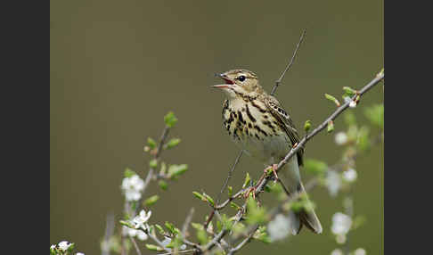 Baumpieper (Anthus trivialis)