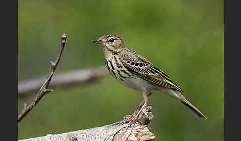 Baumpieper (Anthus trivialis)