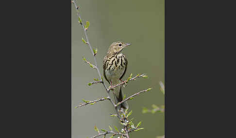 Baumpieper (Anthus trivialis)