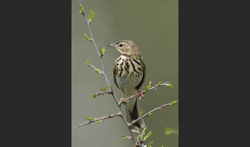 Baumpieper (Anthus trivialis)