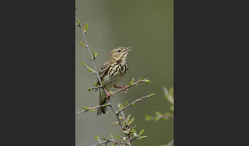 Baumpieper (Anthus trivialis)