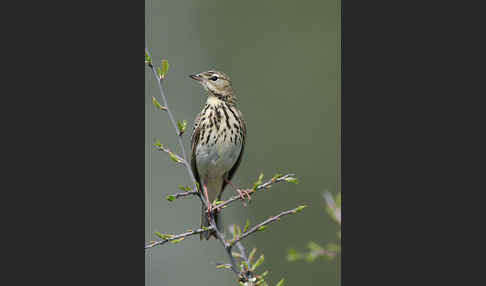 Baumpieper (Anthus trivialis)