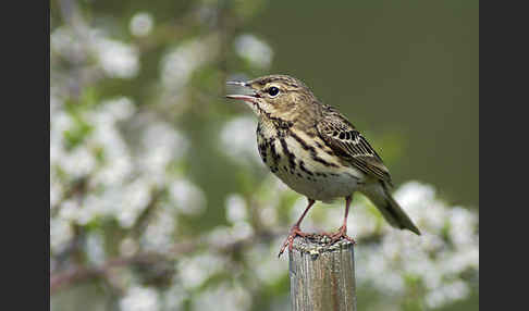 Baumpieper (Anthus trivialis)