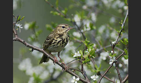 Baumpieper (Anthus trivialis)