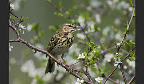 Baumpieper (Anthus trivialis)