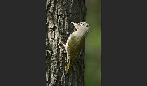 Grauspecht (Picus canus)