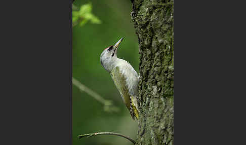 Grauspecht (Picus canus)