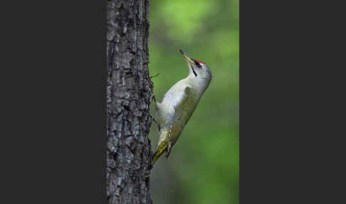 Grauspecht (Picus canus)