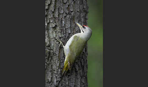 Grauspecht (Picus canus)