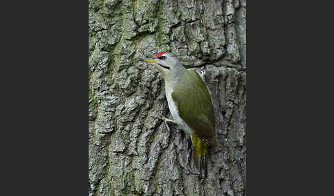 Grauspecht (Picus canus)