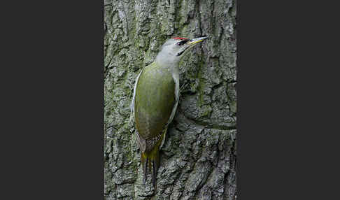 Grauspecht (Picus canus)