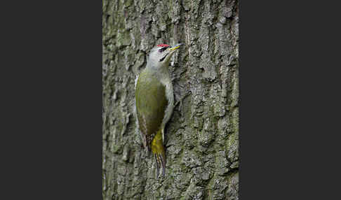 Grauspecht (Picus canus)