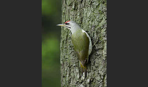 Grauspecht (Picus canus)