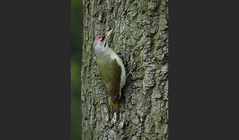 Grauspecht (Picus canus)