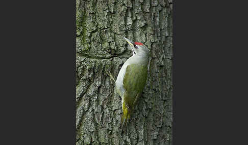 Grauspecht (Picus canus)