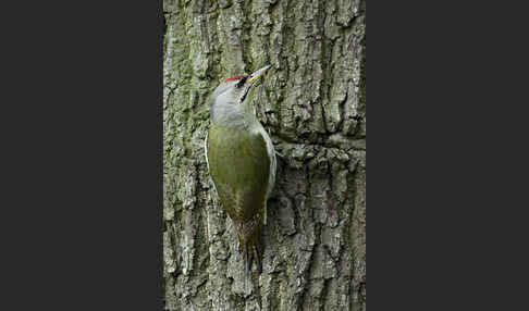 Grauspecht (Picus canus)