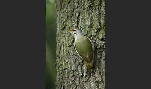 Grauspecht (Picus canus)