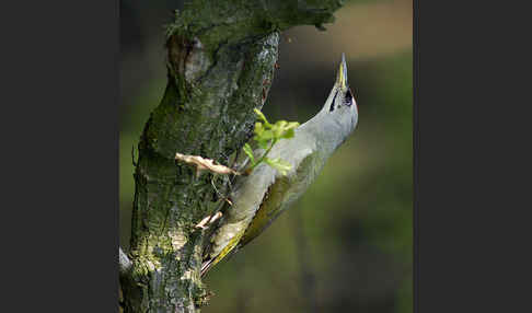 Grauspecht (Picus canus)