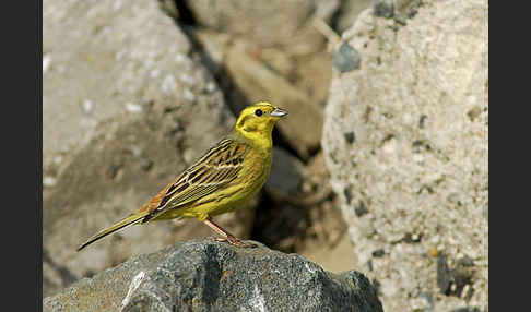 Goldammer (Emberiza citrinella)