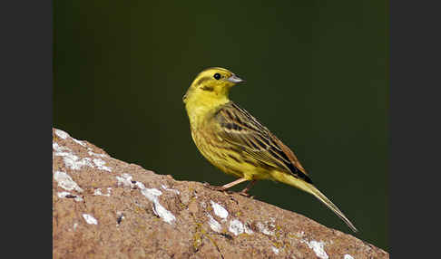 Goldammer (Emberiza citrinella)