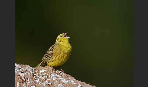 Goldammer (Emberiza citrinella)