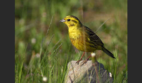 Goldammer (Emberiza citrinella)