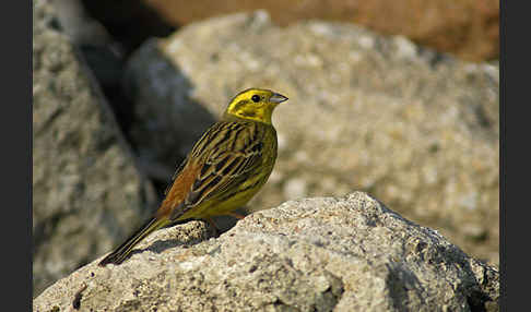 Goldammer (Emberiza citrinella)