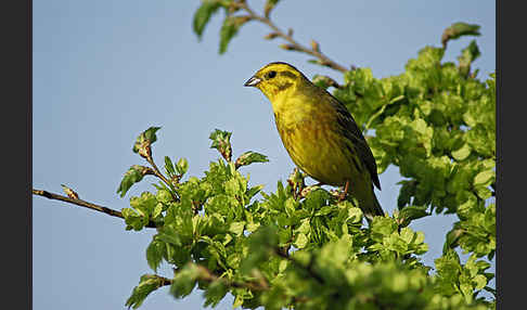 Goldammer (Emberiza citrinella)