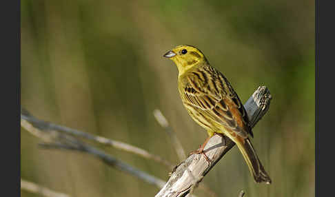 Goldammer (Emberiza citrinella)